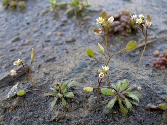 {Draba verna}
